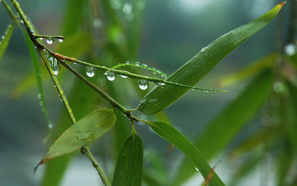 雨竹图 摄影 摄郎四十二度