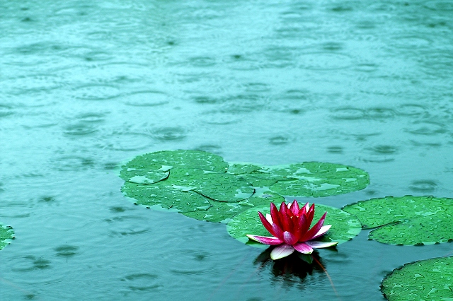 雨洒红莲 摄影 天女散花