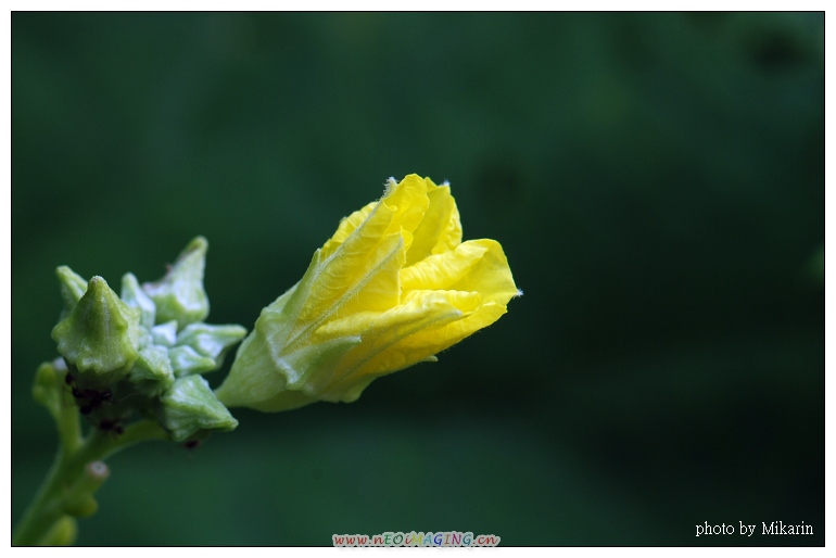 丝瓜花 摄影 山头舟