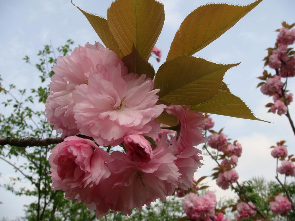 樱花 摄影 梦兰