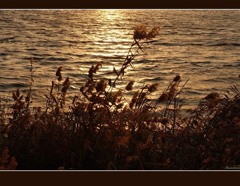 芦花舞夕霞 摄影 水舞蓝黛