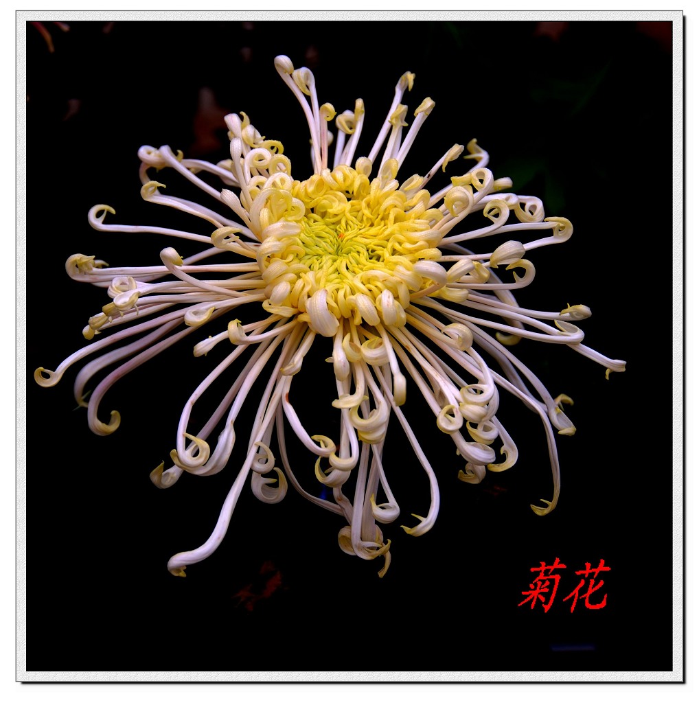 菊花 摄影 星月山石