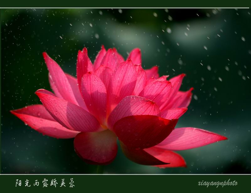 阳光雨露娇芙蓉 摄影 xiayang