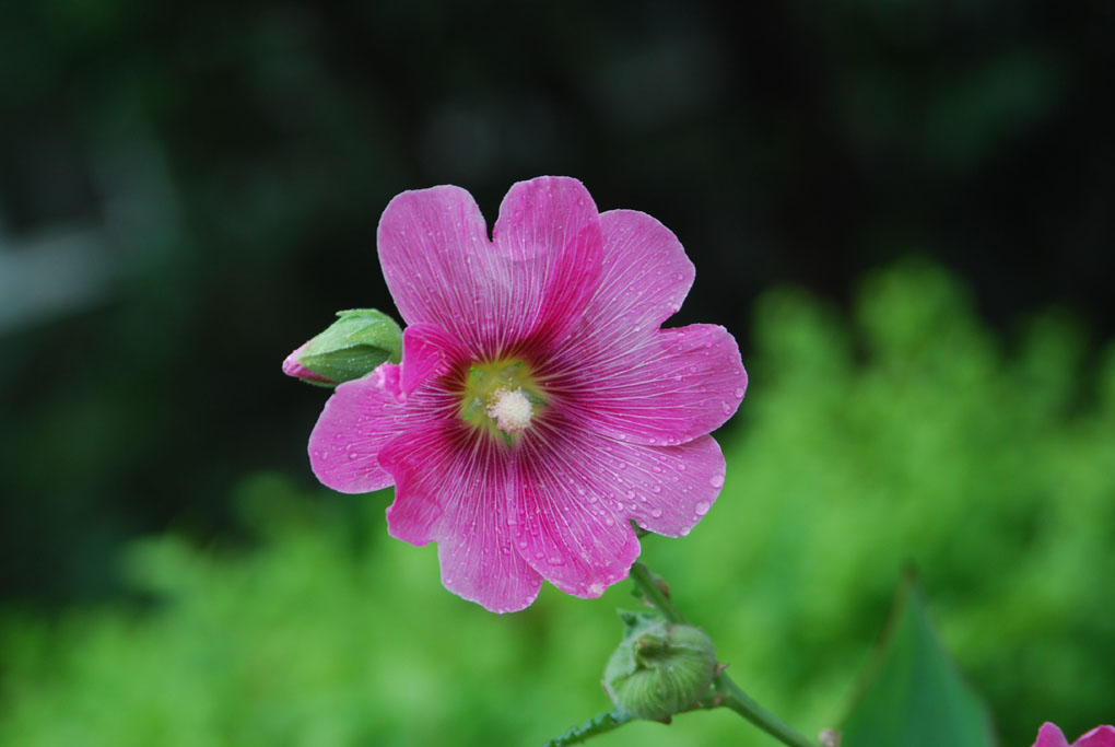 花韵3 摄影 灵风