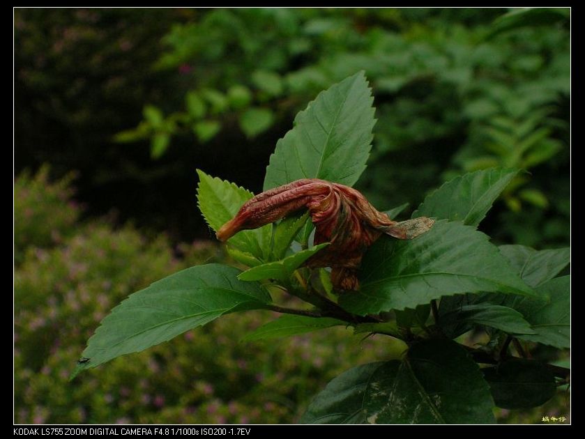 落花 摄影 蜗牛仔