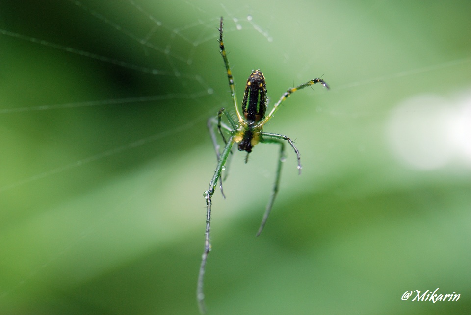 张罗（Spide No.3） 摄影 山头舟