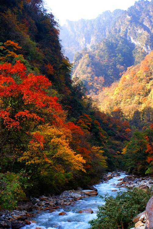 高山、溪流、红叶 摄影 cdlq_a200