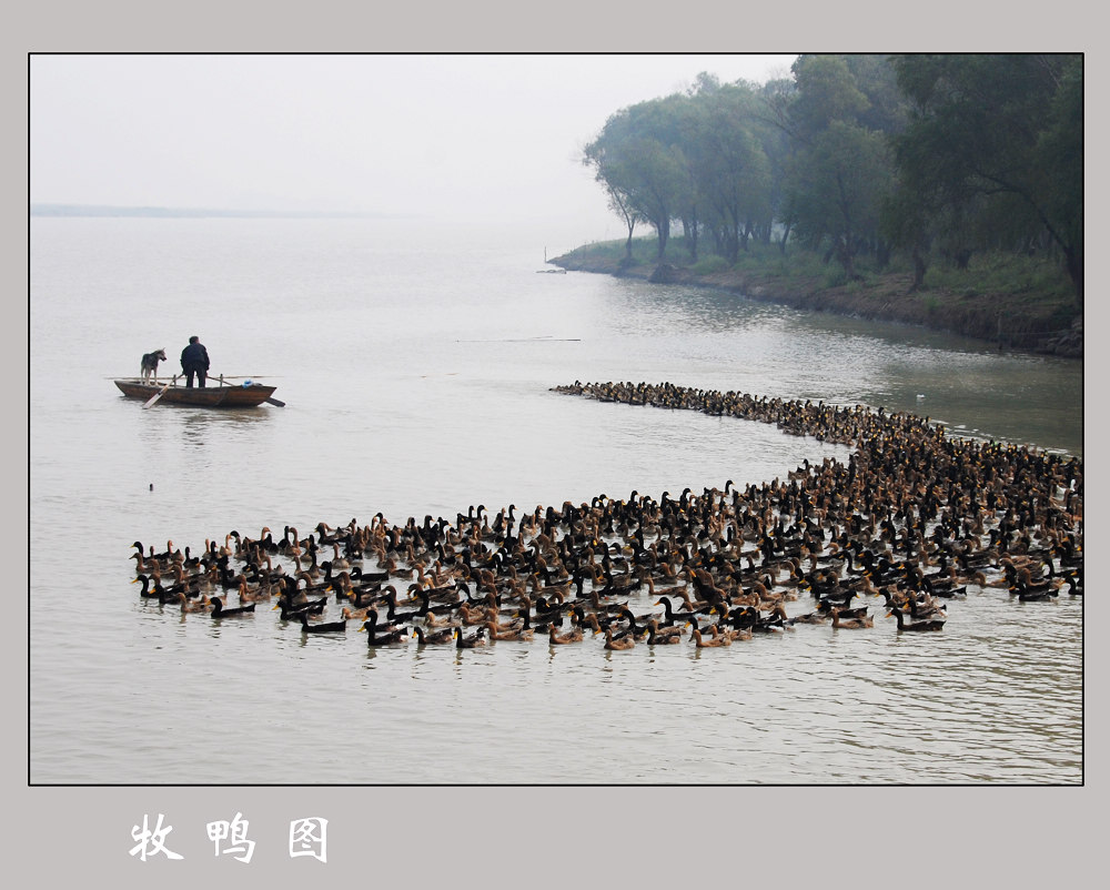 牧鸭图 摄影 老街