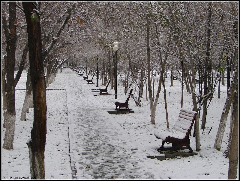 乌鲁木齐初冬的第一埸雪 摄影 xj一指禅