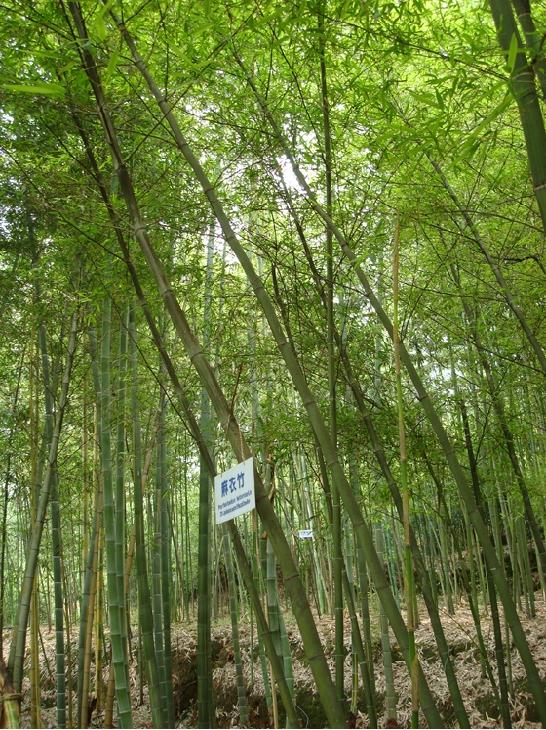 麻衣竹 摄影 华夏天骄