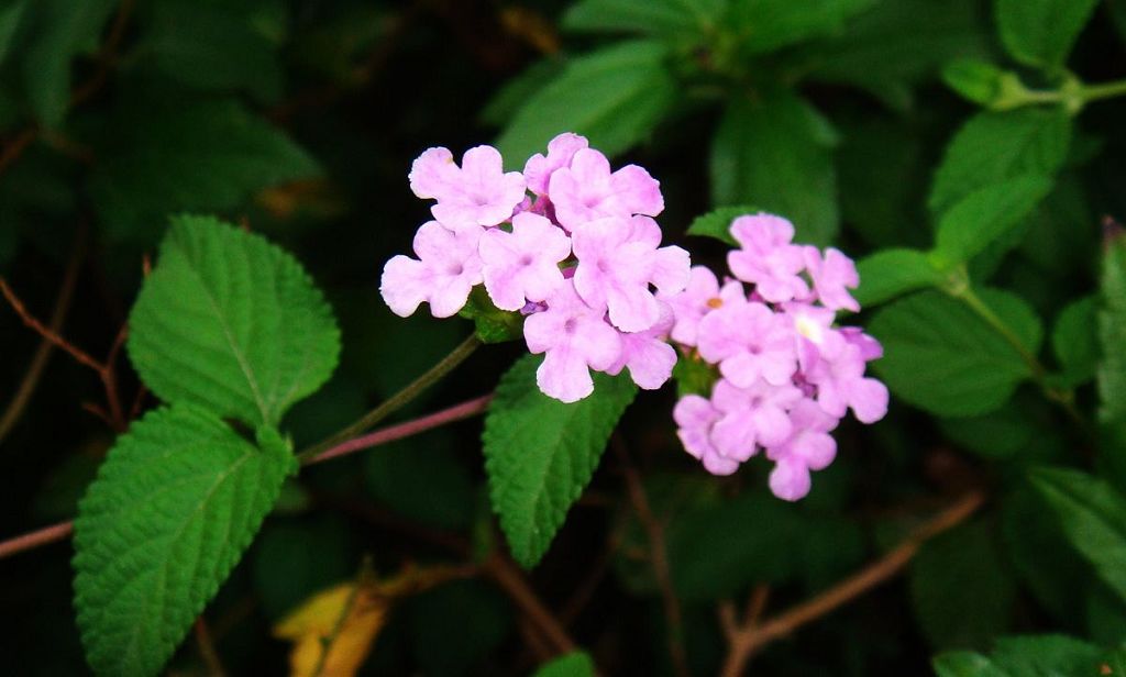 无名小花 摄影 珠海渔夫