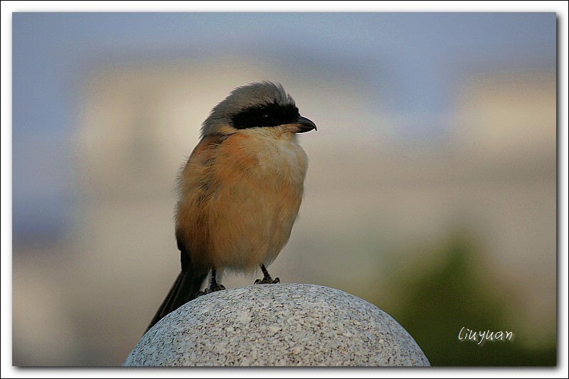 ─ 伯勞鳥 摄影 冰凝儿