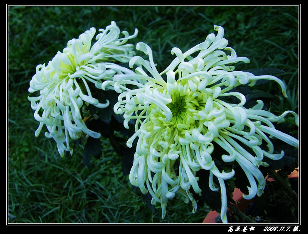 秋菊芳韵 摄影 高原苍松