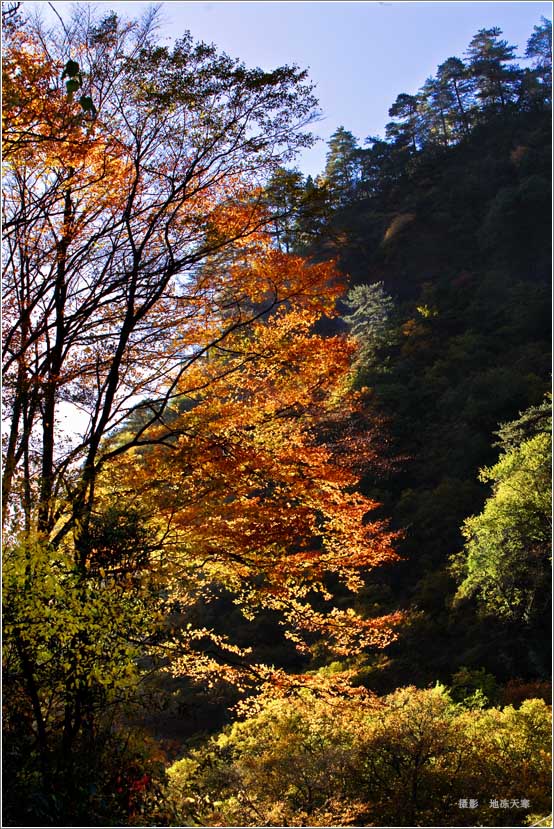 光雾山之秋-19【夕照秋色】 摄影 地冻天寒