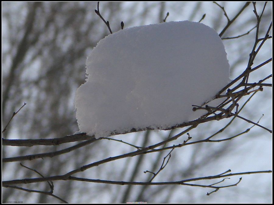 雪 摄影 xj一指禅