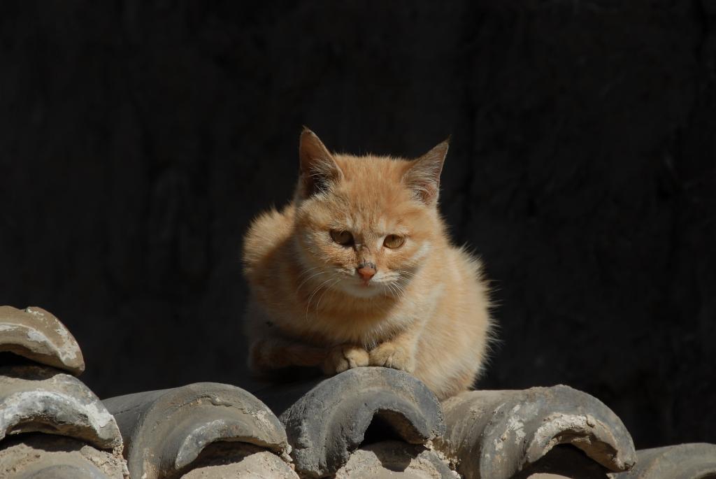 猫猫 摄影 朝花夕摄