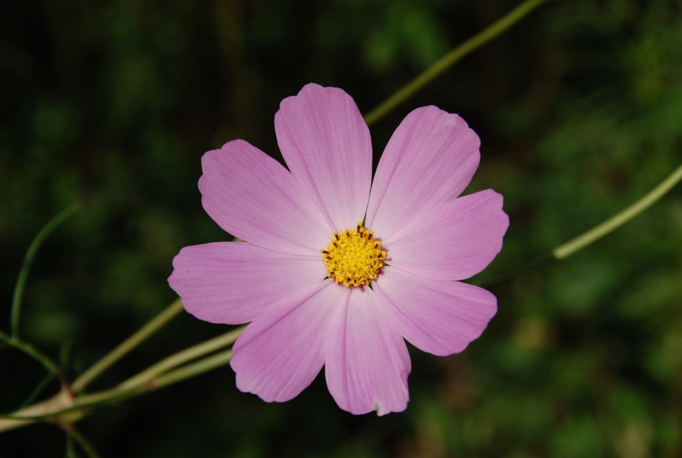 格桑花 摄影 于搏