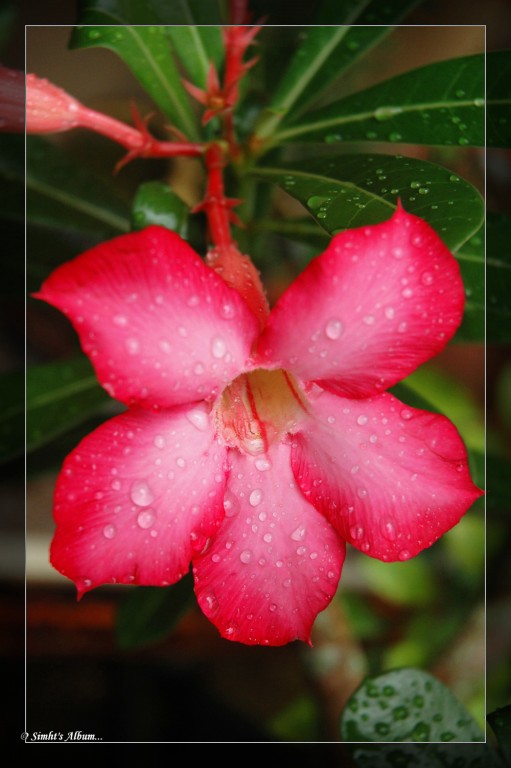 雨后鲜花。。。 摄影 田戈