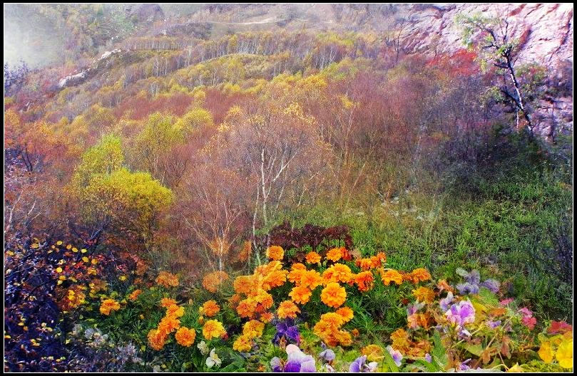 东风吹百花，红紫满岩谷。（宋） 韩维 摄影 疾飞