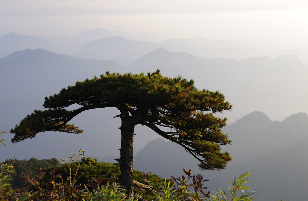 三清松影(三清山五) 摄影 细草穿沙