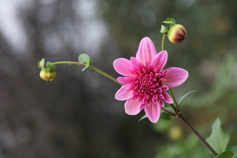 花卉 摄影 子午君