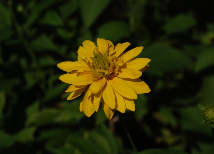 小野菊 摄影 于搏