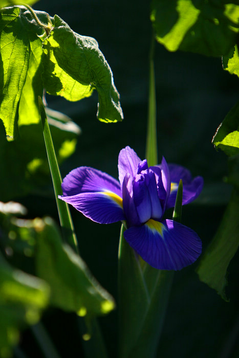 SiberianIris 摄影 水de海洋之心