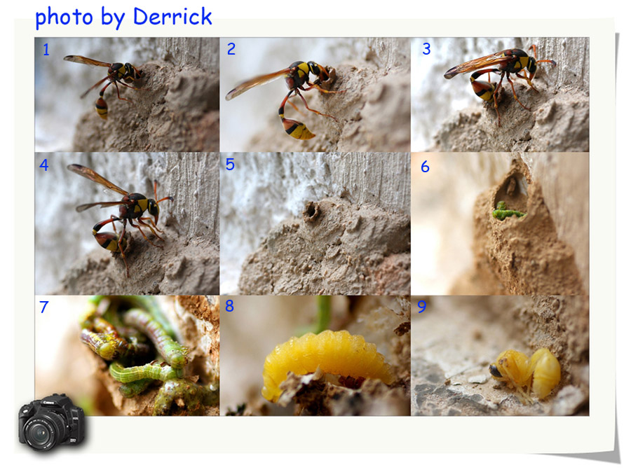 大黄蜂后代的产生 摄影 爱钱恨钱