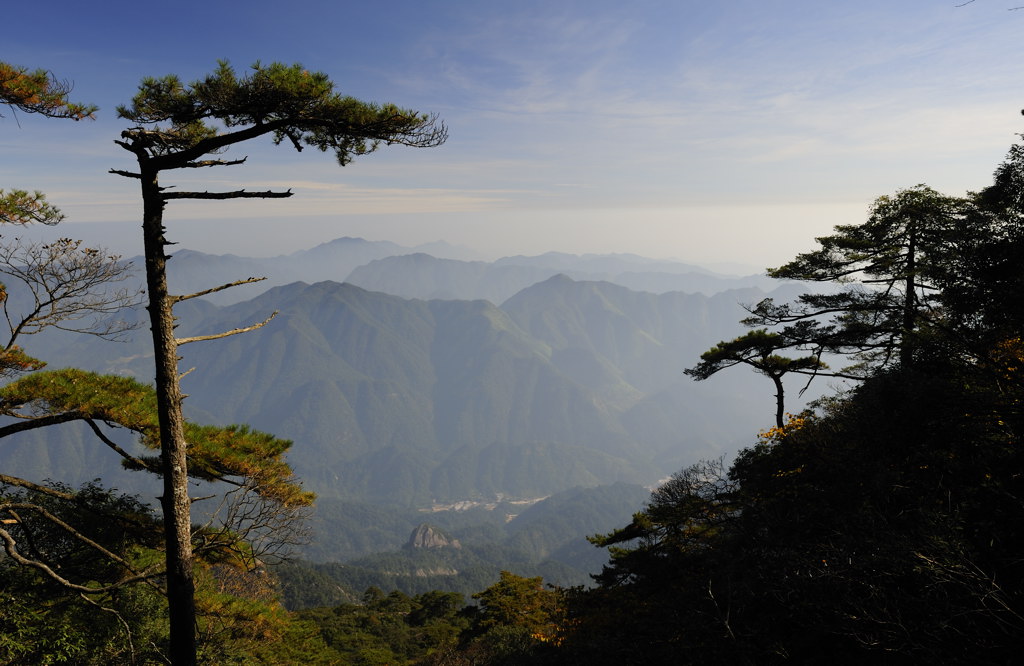 三清松影(三清山六) 摄影 细草穿沙