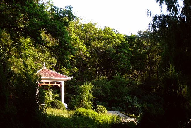 夏日小景 摄影 柳花