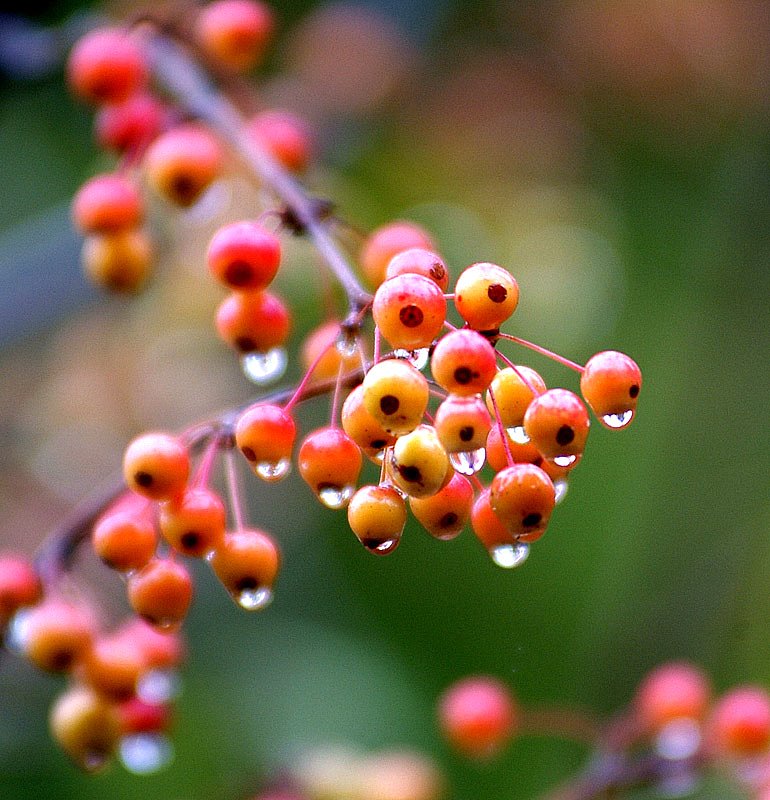 花花草草（1） 摄影 山脉