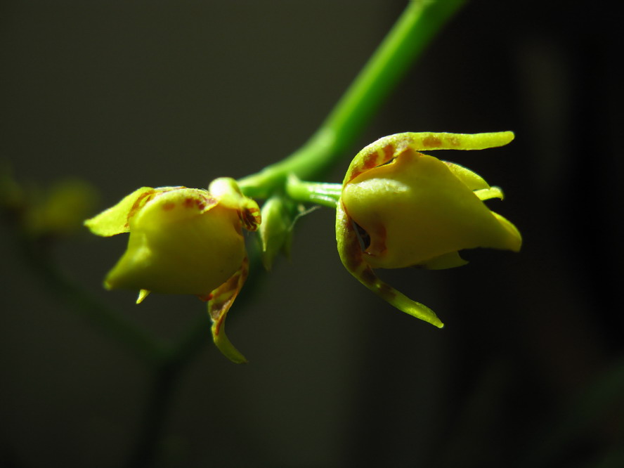 花蕾静舞 摄影 夜雨花仙