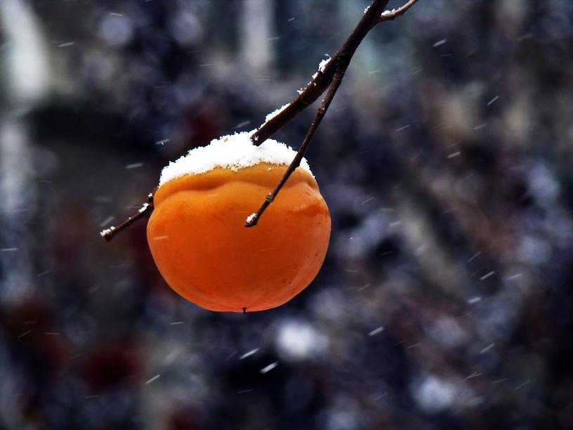 初雪 摄影 发白心童