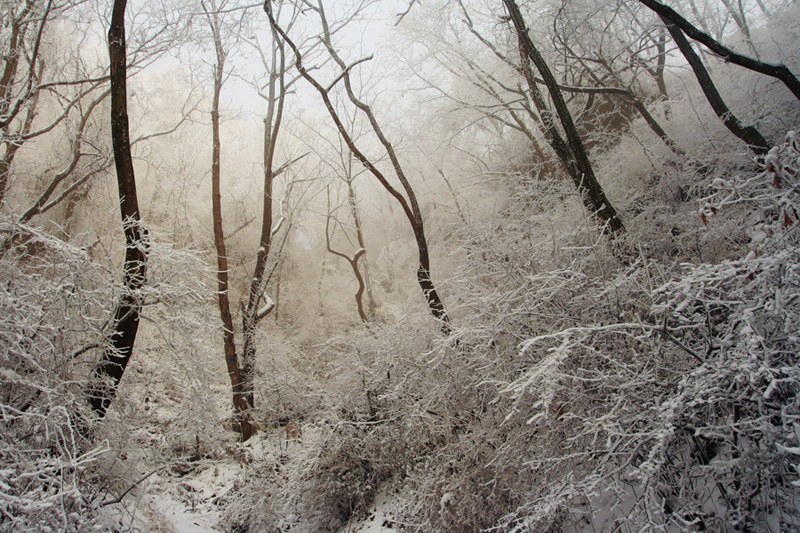 雪林雾色 摄影 无言-郑