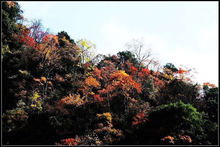 东拉山 彩林 摄影 天翼