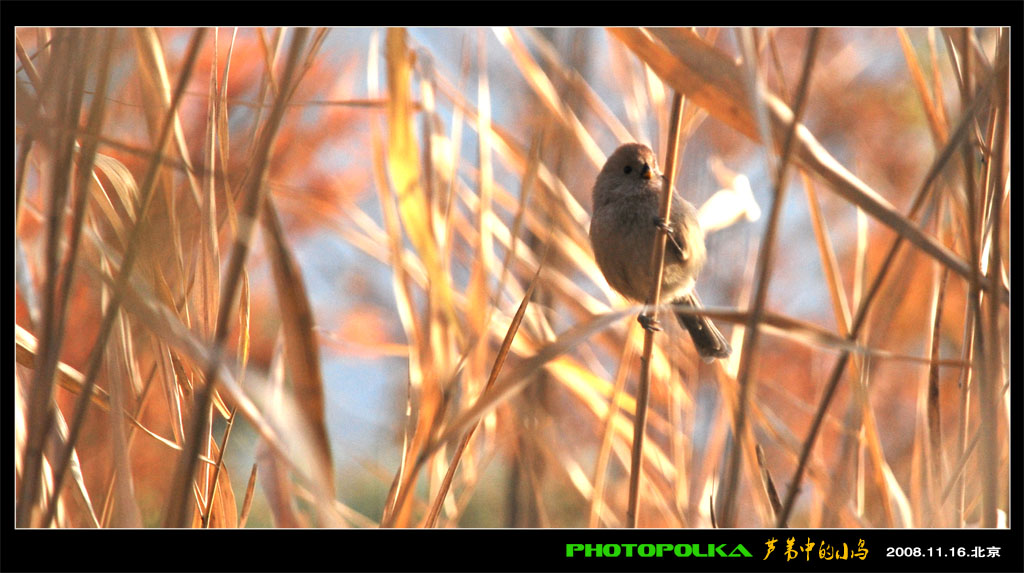 芦苇中的小鸟 摄影 photopolka