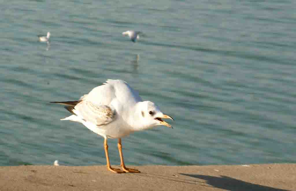 饿 摄影 莲心