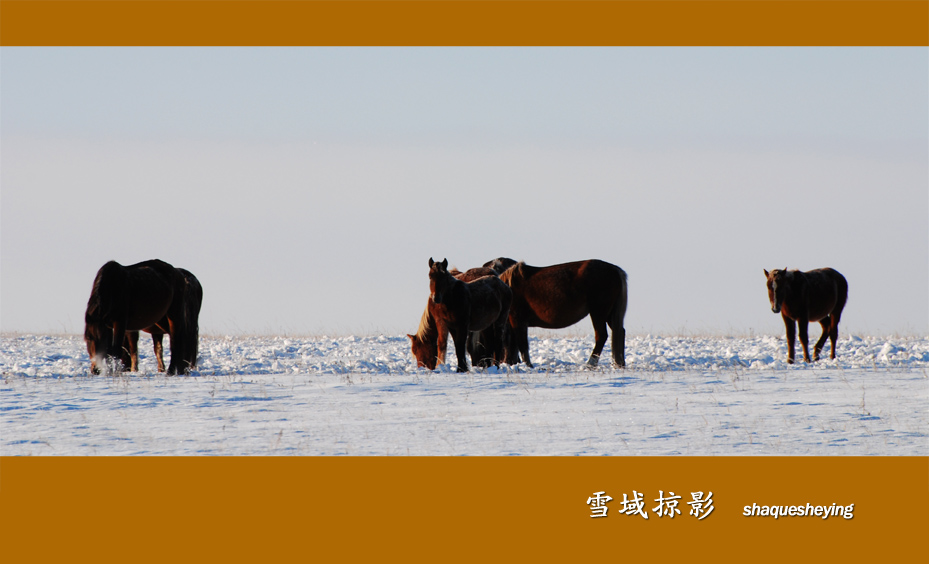 雪域掠影－7 摄影 山雀