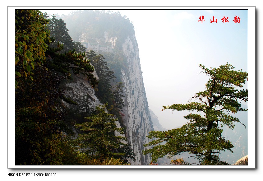 华山松韵 摄影 武夷山泉