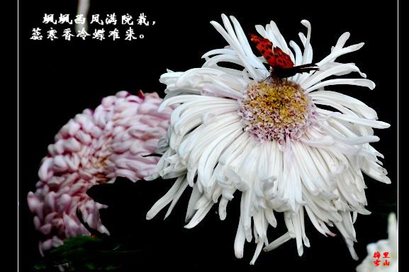 蝶恋花 摄影 梅里雪山