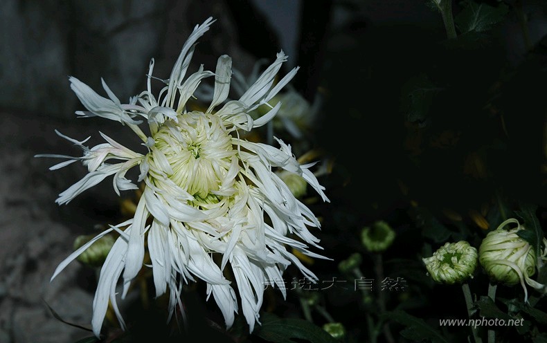 菊花——金丝黄 摄影 走进大自然