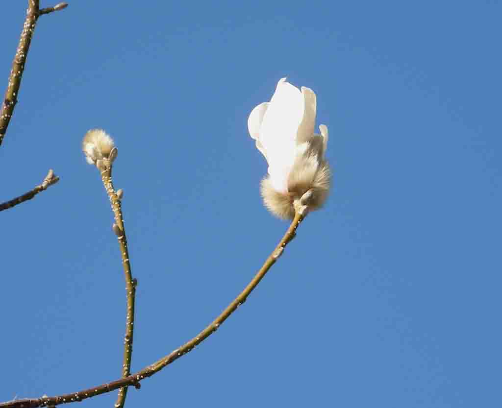 玉兰花 摄影 莲心