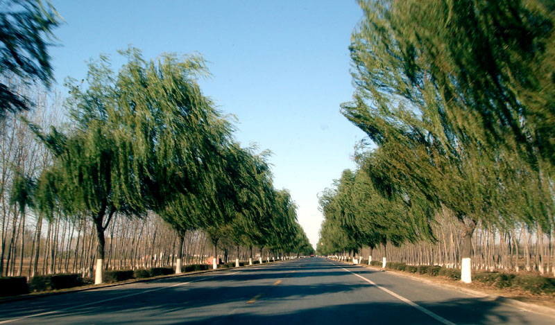 风景 摄影 紫色女人