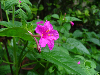 雨后花 摄影 淦水河畔