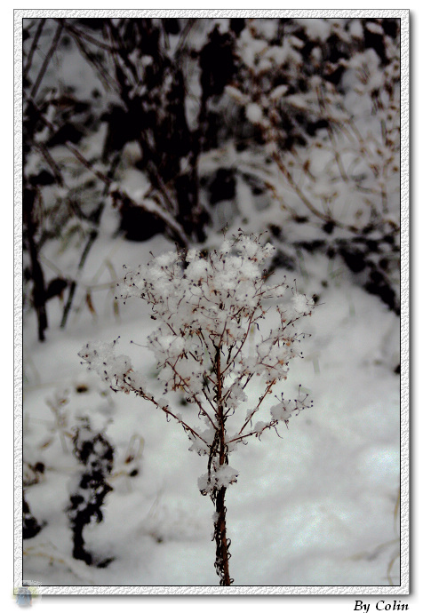 雪-花 摄影 见死不救