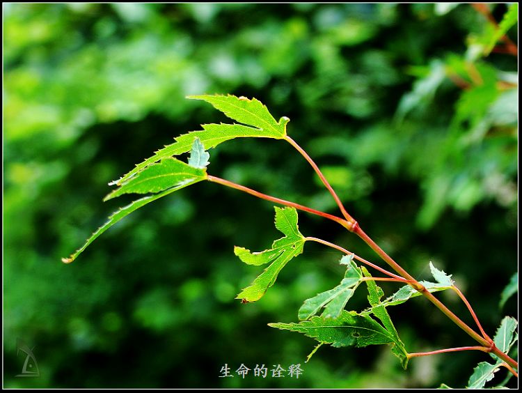 生命的诠释 摄影 和煦之风