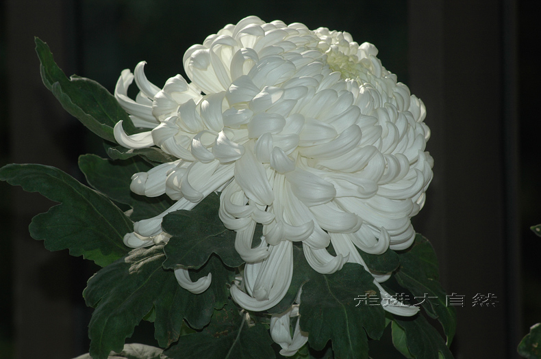 菊花 唐宇秋色 摄影 走进大自然