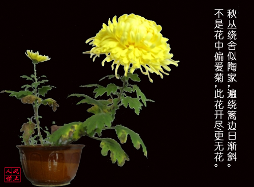 秋菊 摄影 风土人情