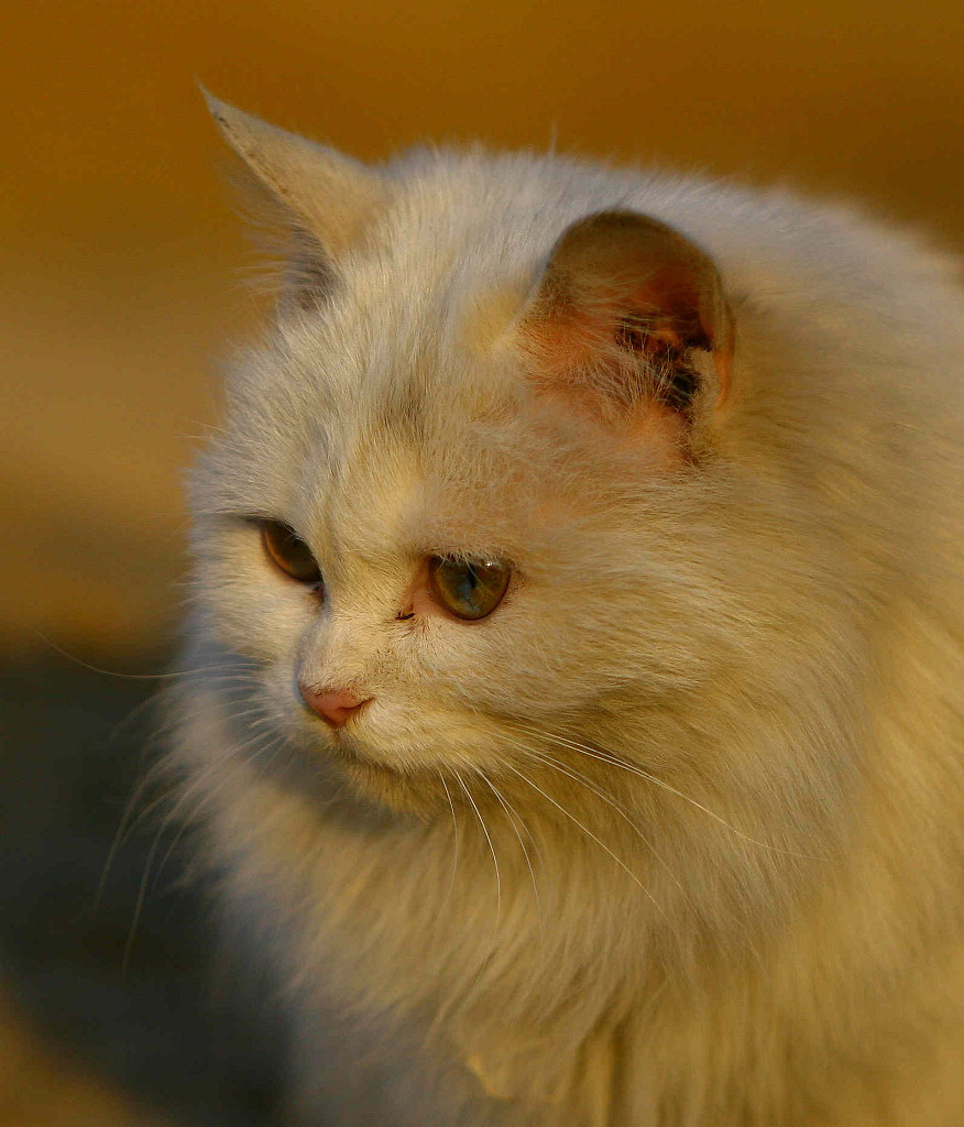 暖阳下的猫眯 摄影 西山法师