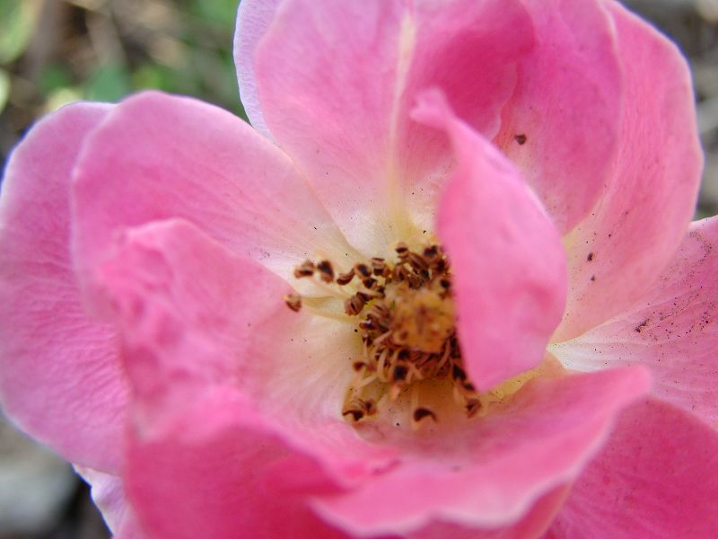 花蕊 摄影 衡山